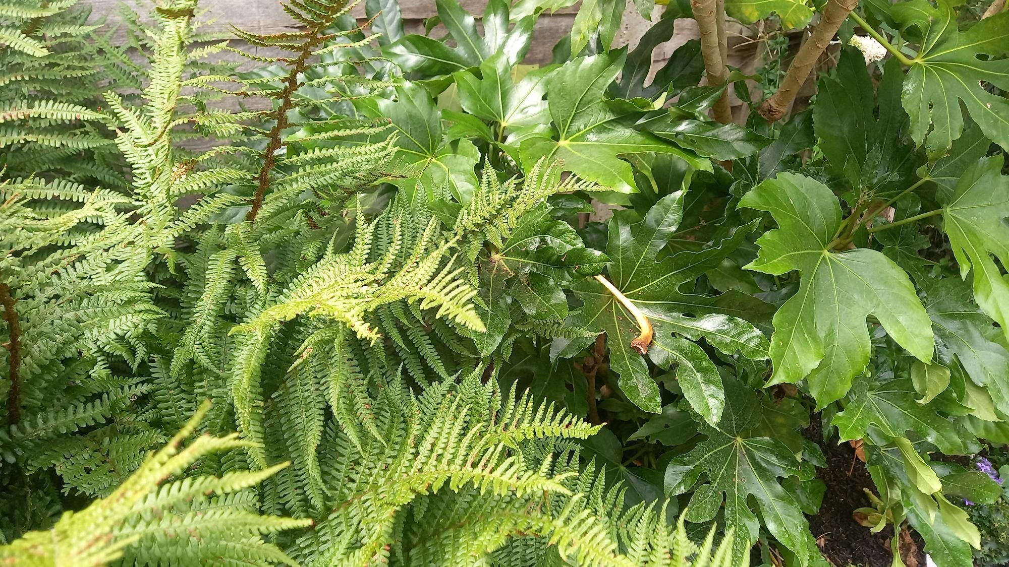 Fatsia and fern-1 Fatsia and fern-1