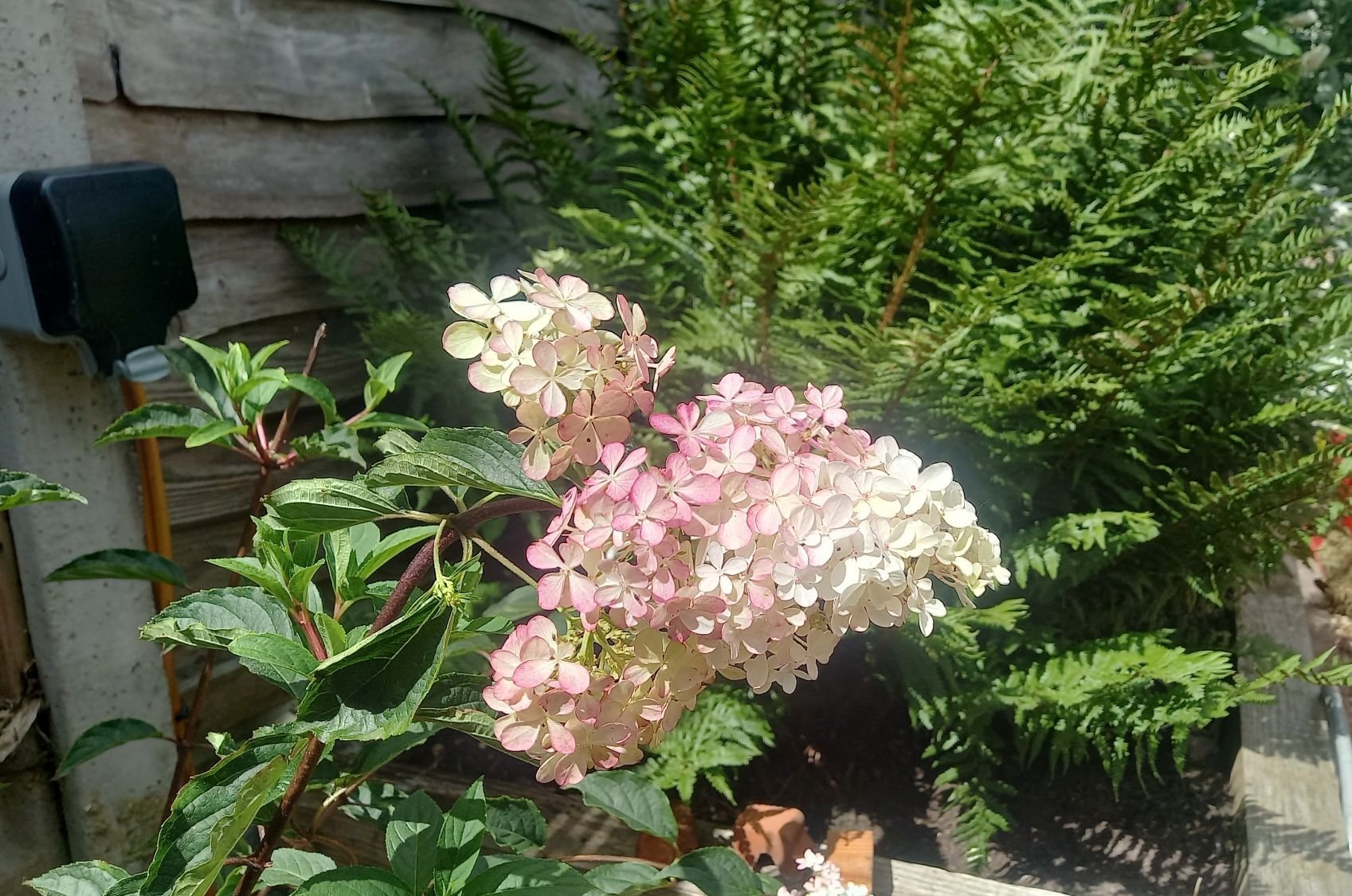 Hydrangea paniculata Vanille Fraise