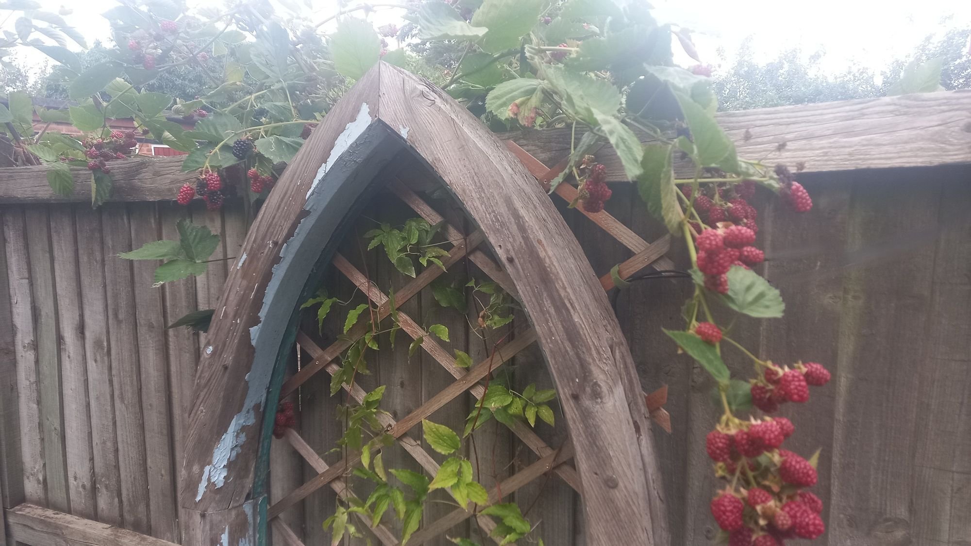 Window frame and raspberries